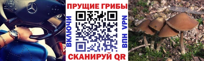 Псилоцибиновые грибы Cubensis Трубчевск
